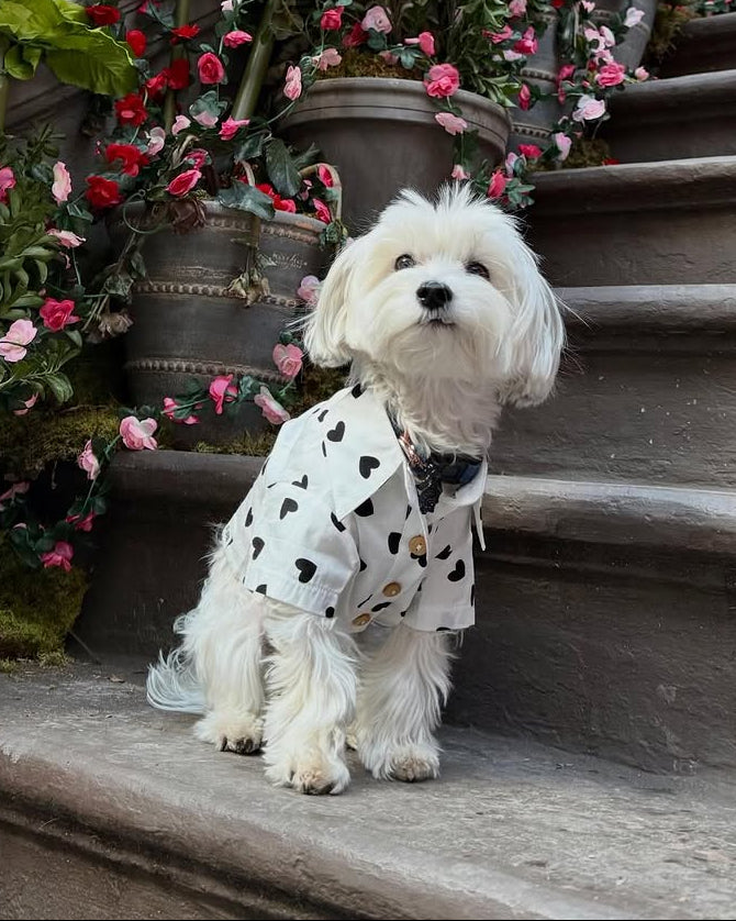 Dog Shirt product image 12