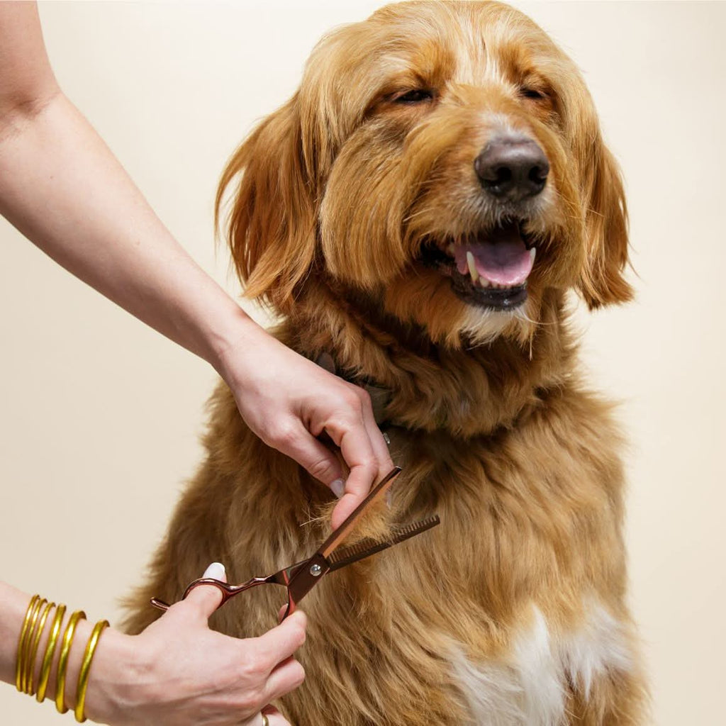 Dog Grooming Scissors product image 5