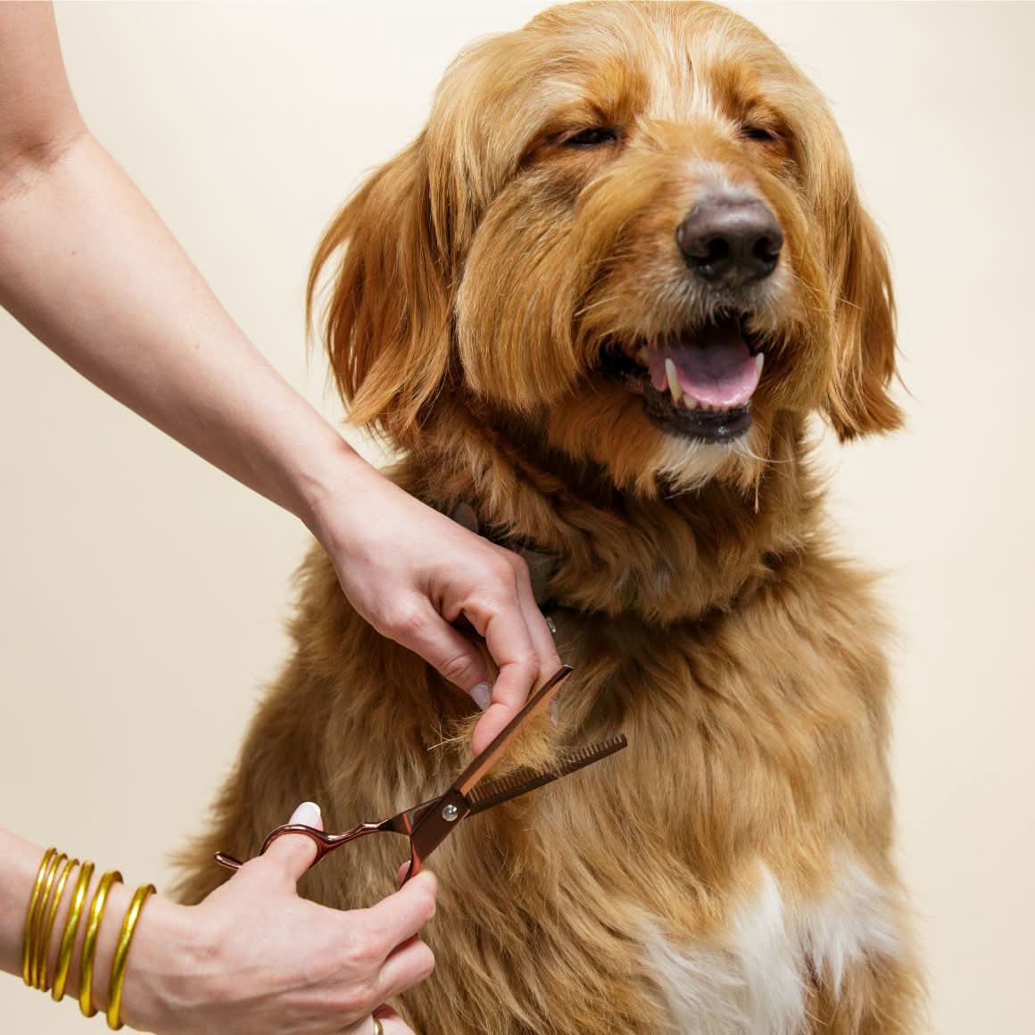 Dog Grooming Scissors product image 5