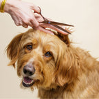 Dog Grooming Scissors product image 6