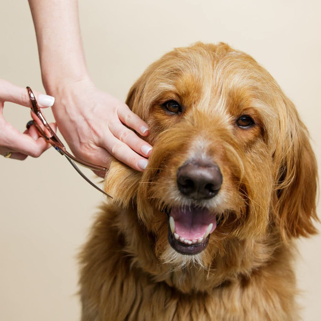 Dog Grooming Scissors product image 7