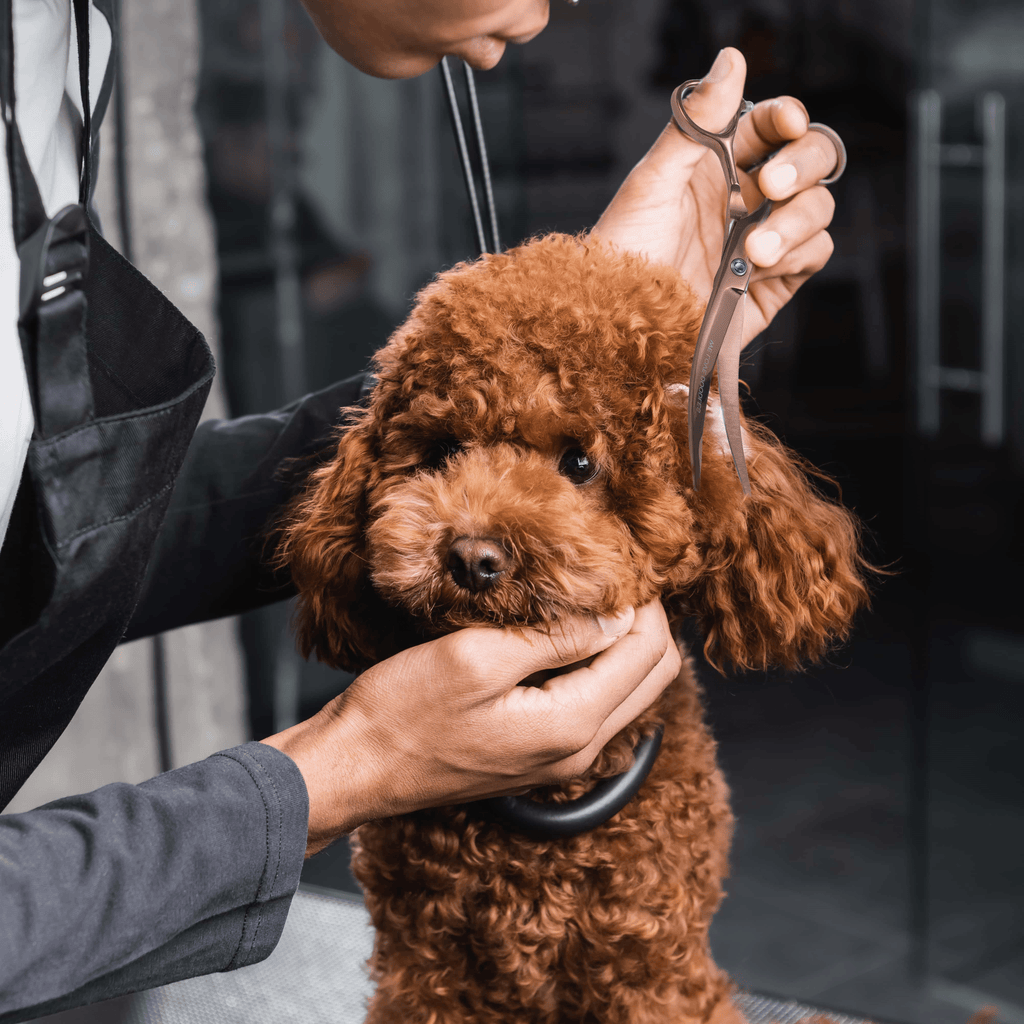 Dog Grooming Scissors product image 8