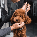 Dog Grooming Scissors product image 8