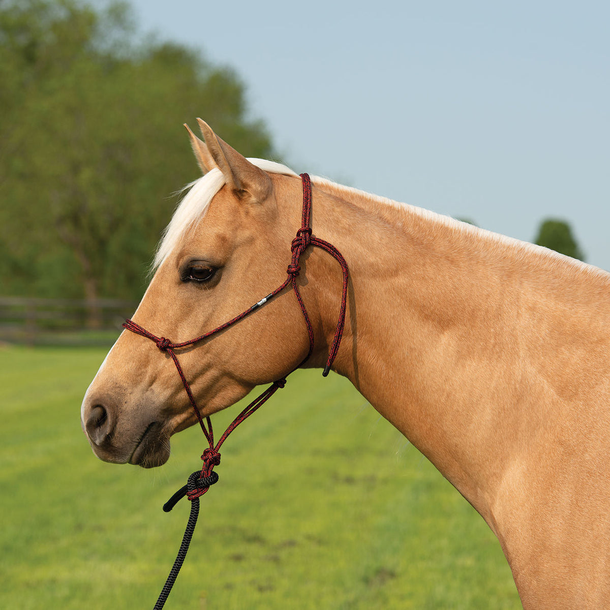 Rope Halter product image 11