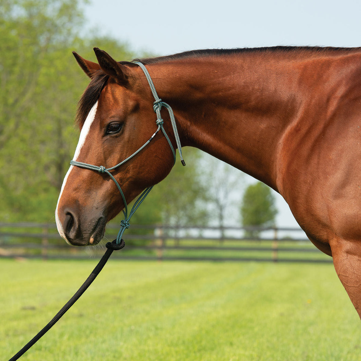 Rope Halter product image 12