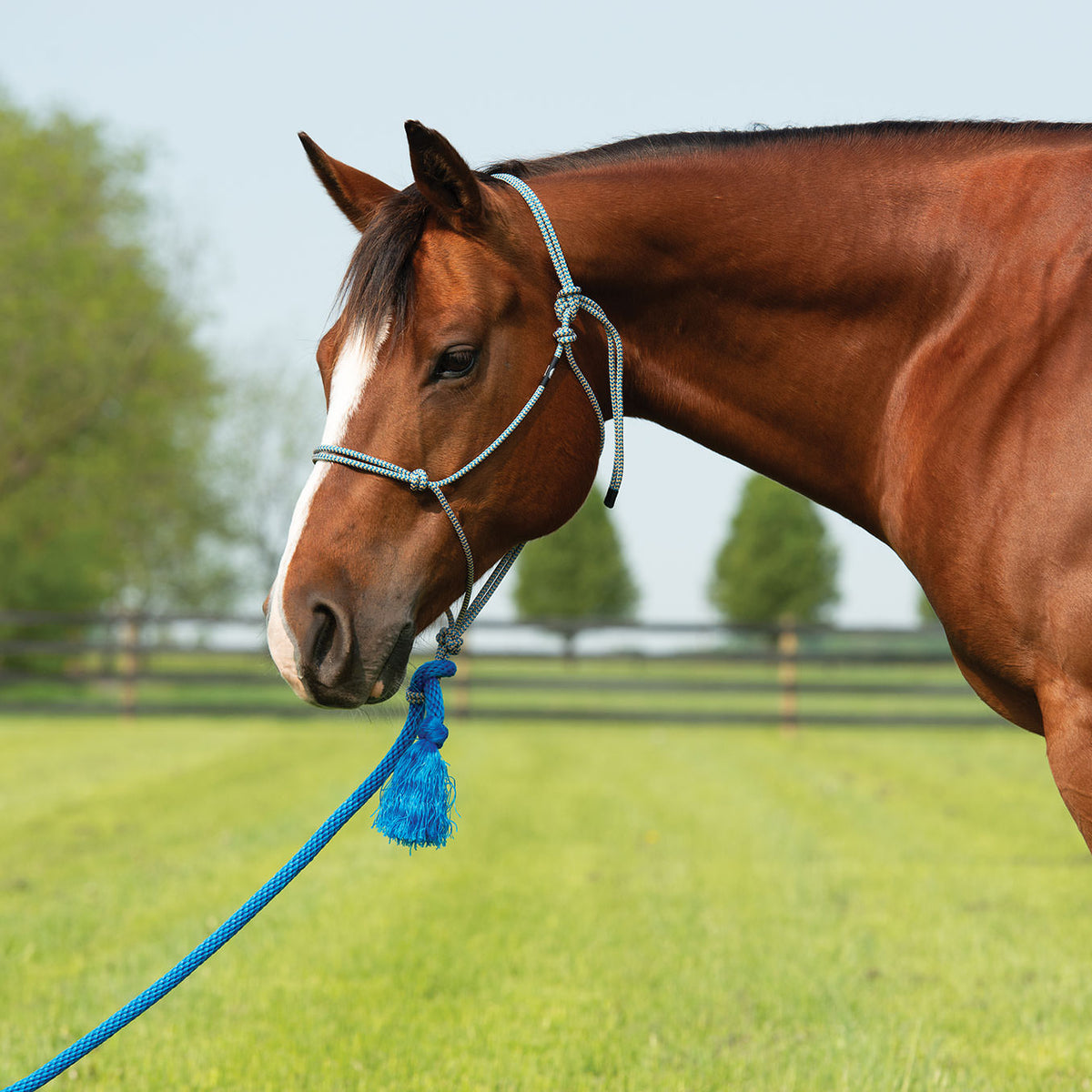 Rope Halter product image 13