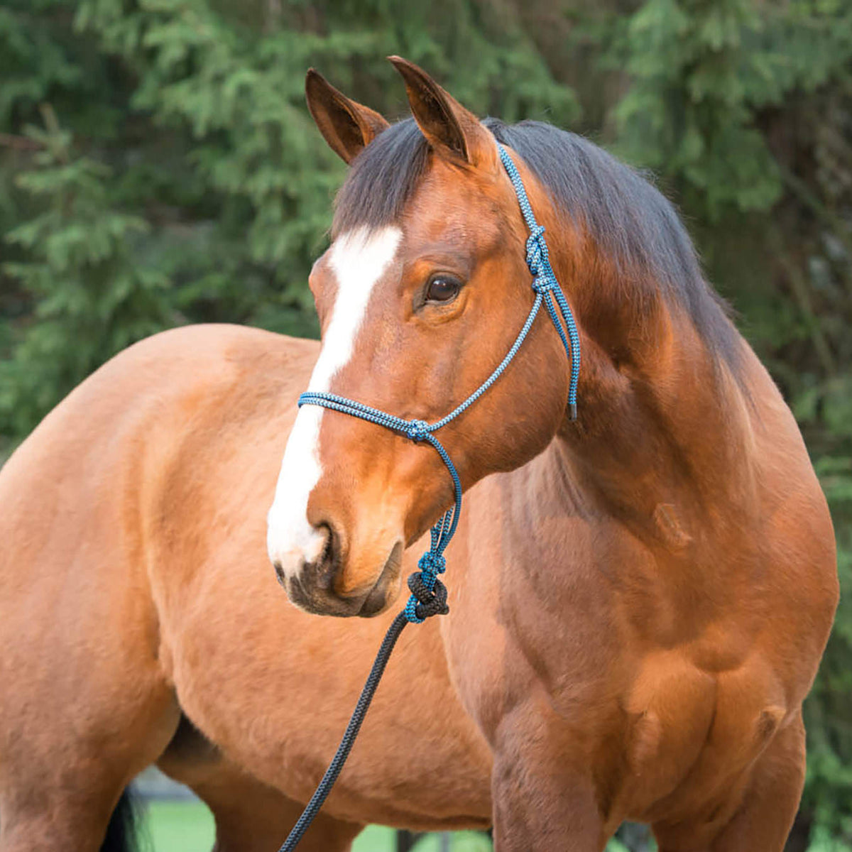 Rope Halter product image 15