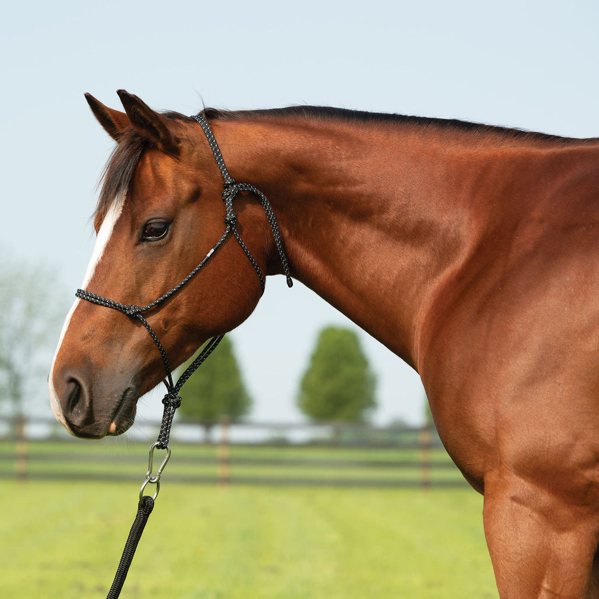 Rope Halter product image 16