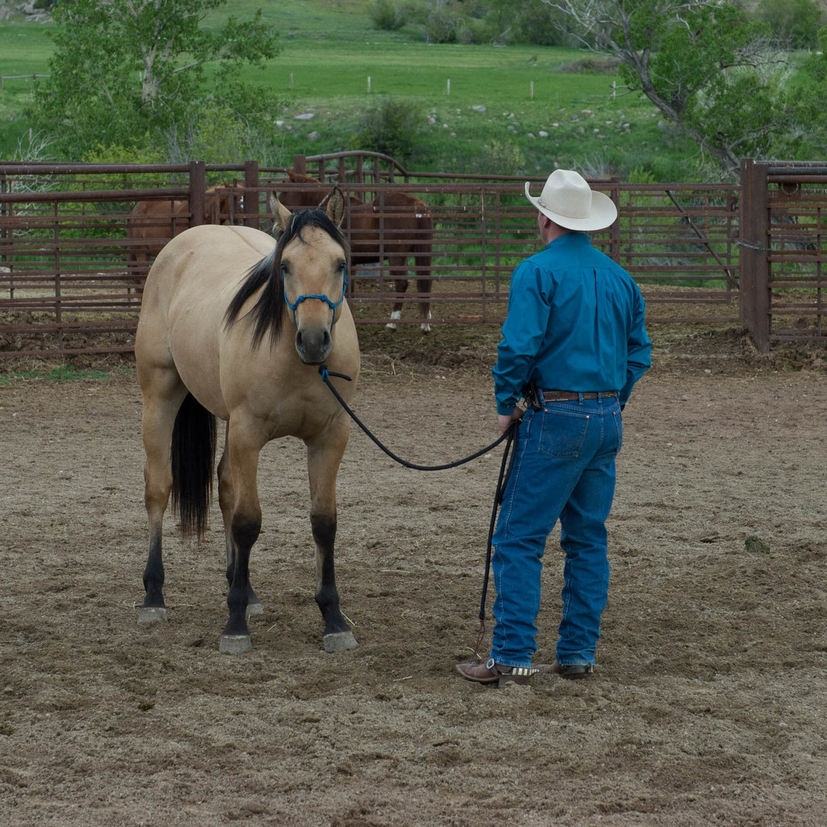 Rope Halter product image 2