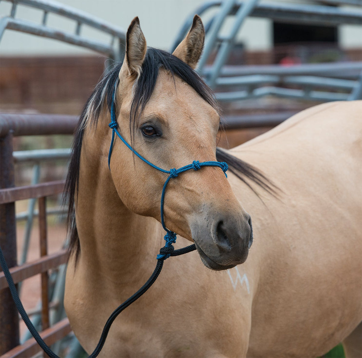 Rope Halter product image 3