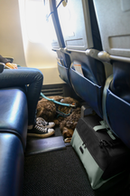 Airline-Approved Pet Carrier product image 18