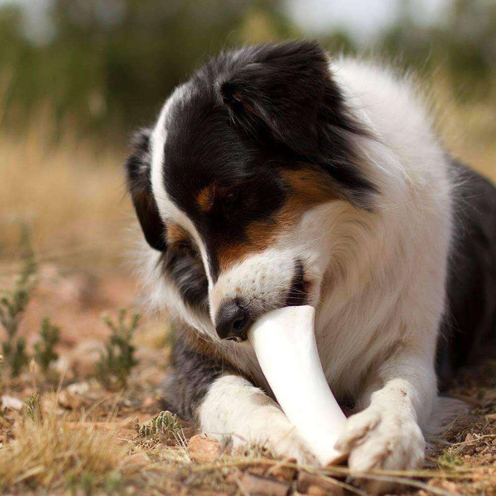 Dog Bones product image 9