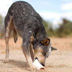 Dog Bones product image 10