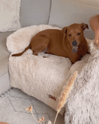 Dog Blanket product image 5