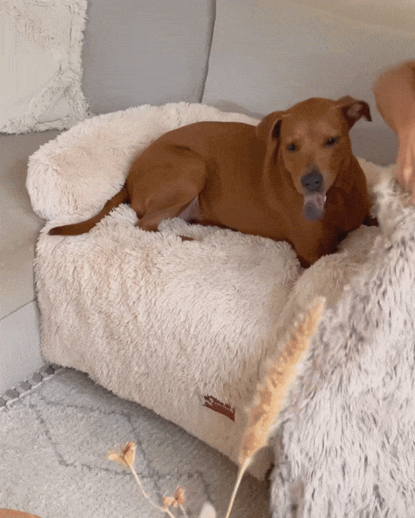 Dog Blanket product image 5