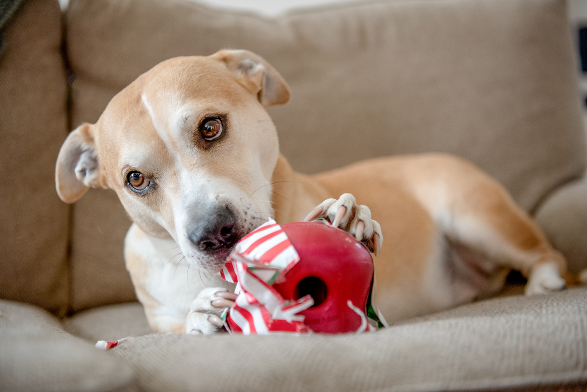 Dog Puzzle Toy product image 2