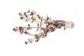 Aquarium Plant product image 1
