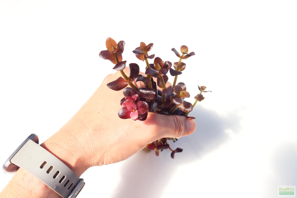 Aquarium Plant product image 2