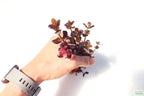 Aquarium Plant product image 2