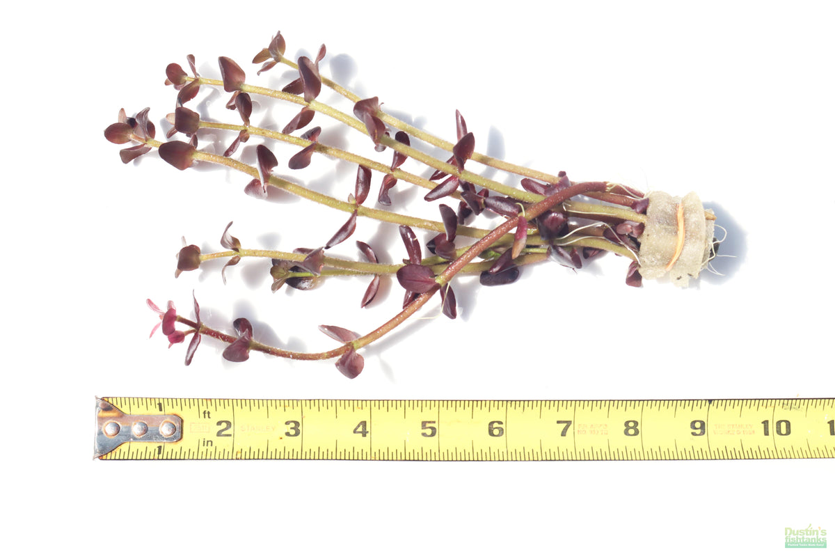Aquarium Plant product image 3