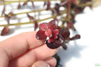 Aquarium Plant product image 4