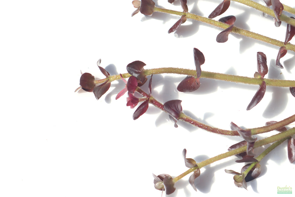 Aquarium Plant product image 5