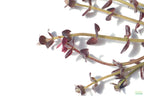 Aquarium Plant product image 5