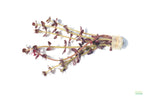 Aquarium Plant product image 6