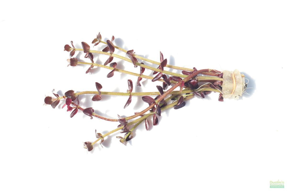 Aquarium Plant product image 6