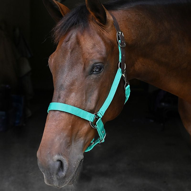 Nylon Breakaway Horse Halter product image 17