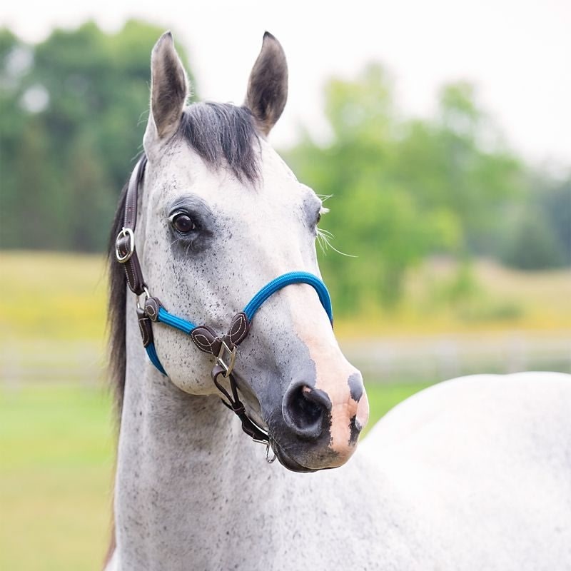 Leather Rope Horse Halter product image 7