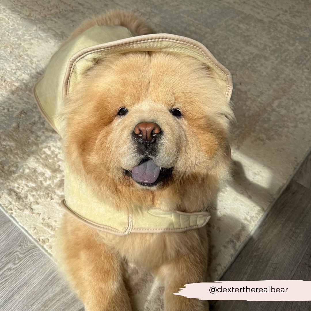 Dog Drying Robe product image 19