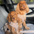 Dog Harness product image 12
