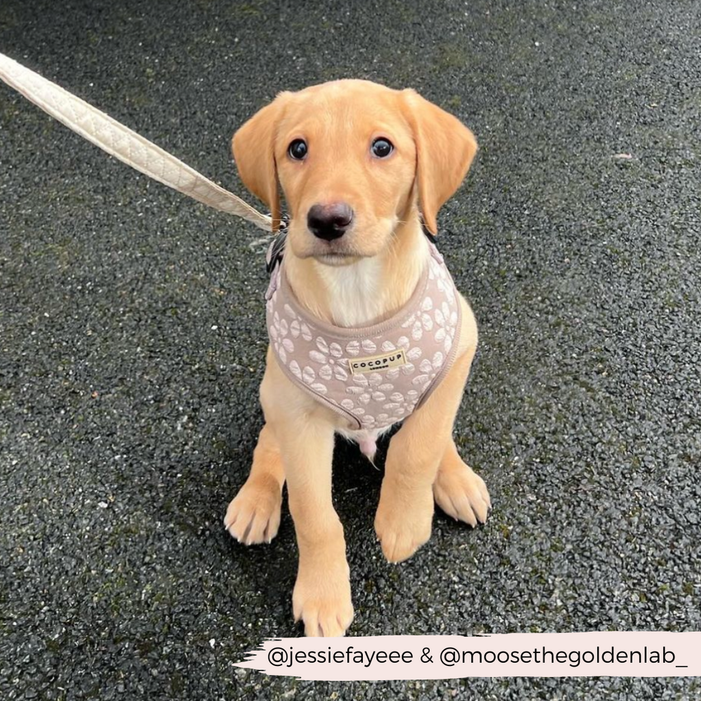 Dog Harness product image 14