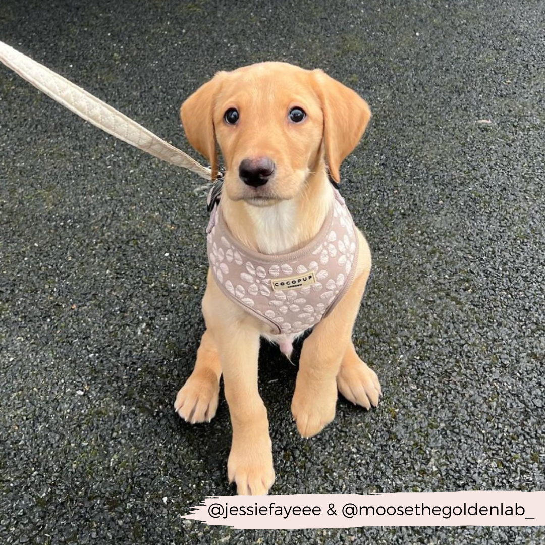 Dog Harness product image 14