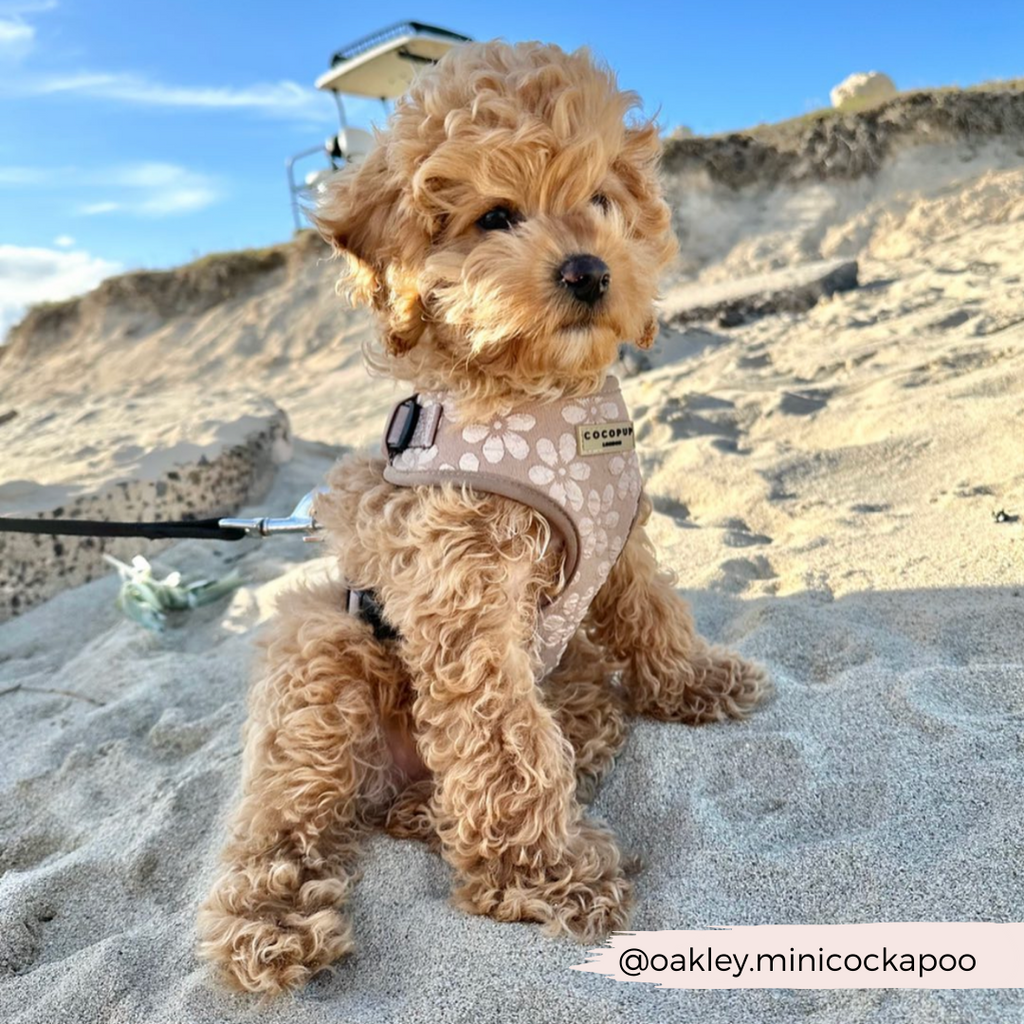 Dog Harness product image 15