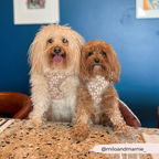 Dog Harness product image 18