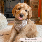 Dog Harness product image 20