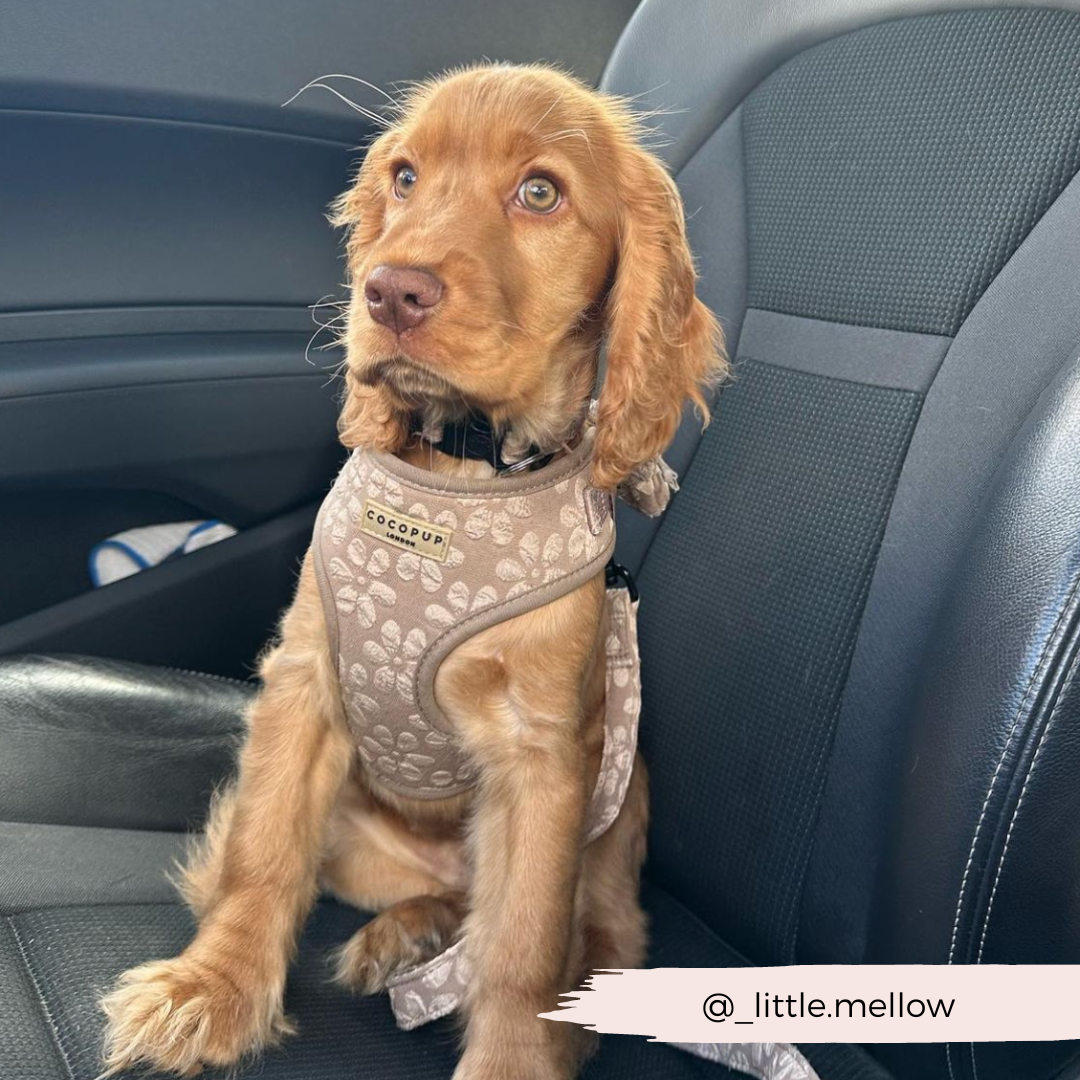 Dog Harness product image 21