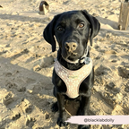 Dog Harness product image 22