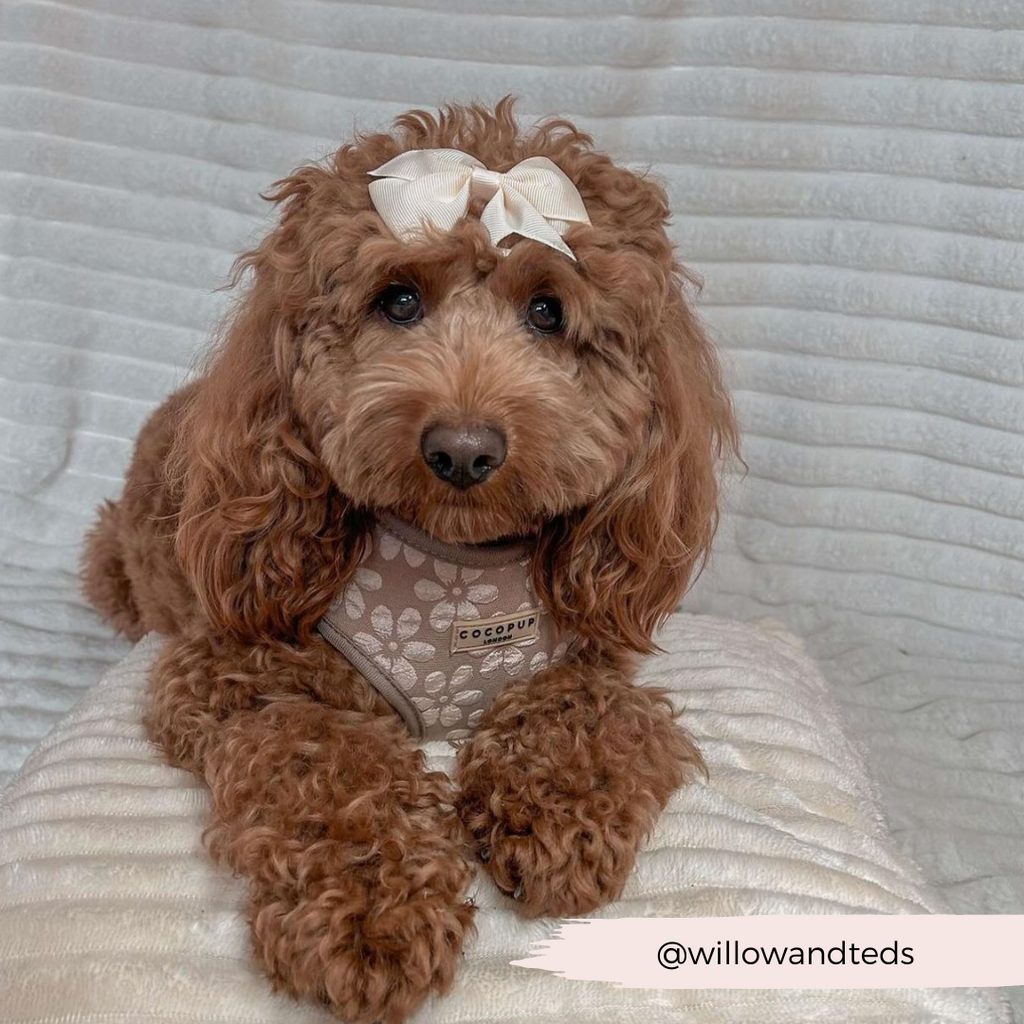 Dog Harness product image 24