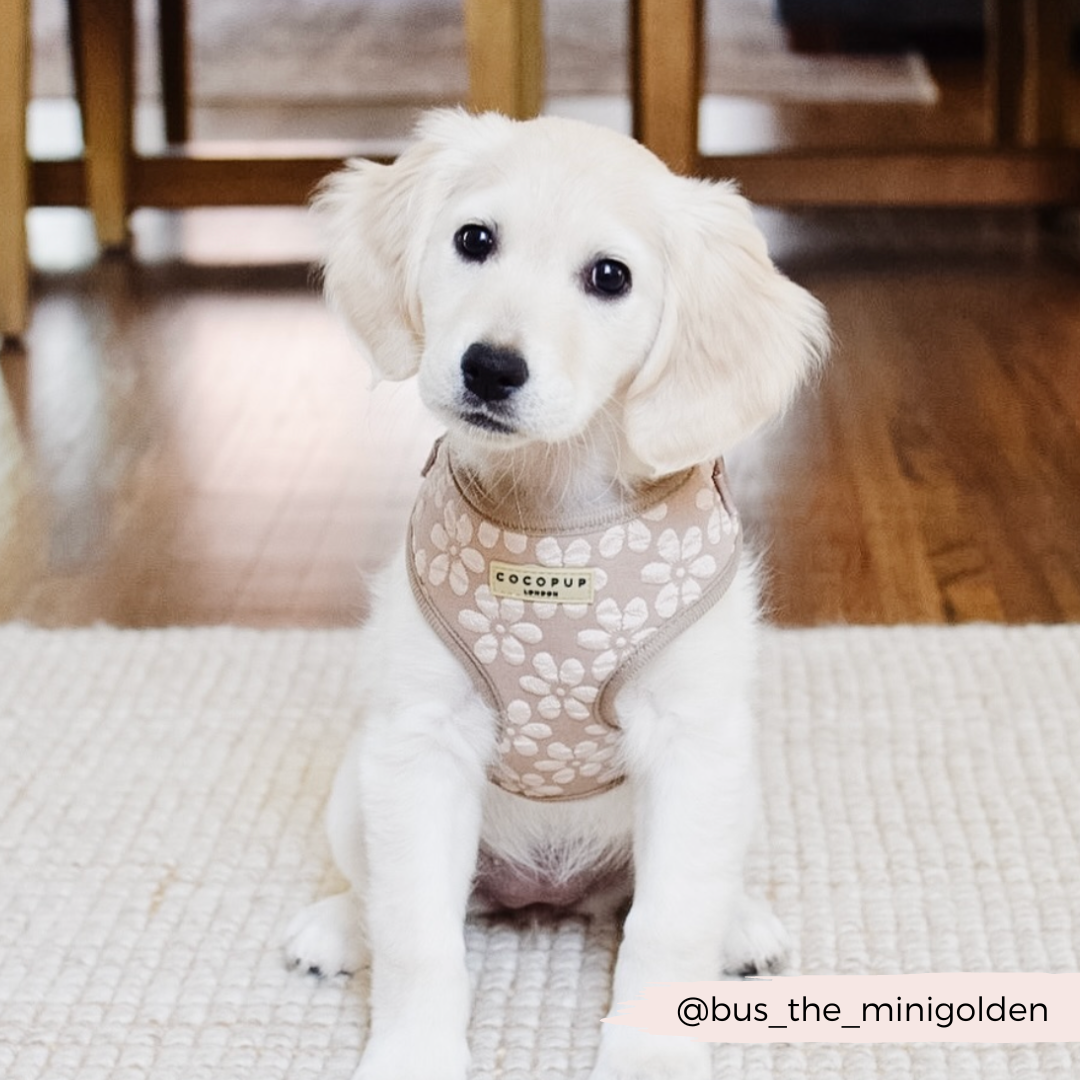 Dog Harness product image 26
