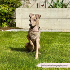 Dog Harness product image 30
