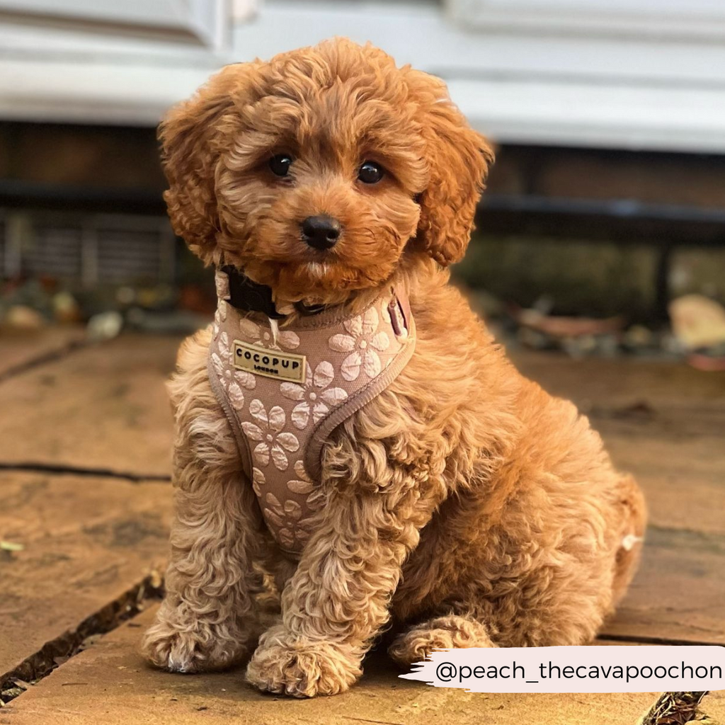 Dog Harness product image 32