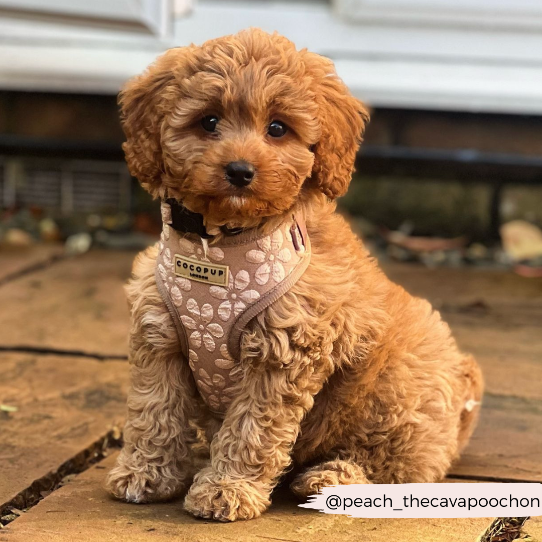 Dog Harness product image 32