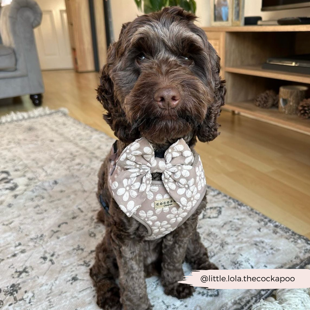 Dog Harness product image 33