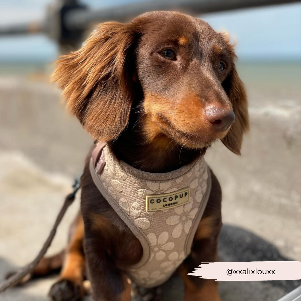 Dog Harness product image 35