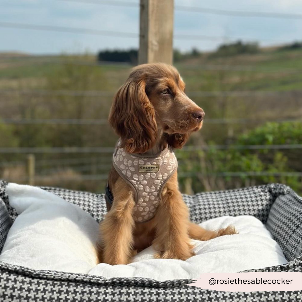 Dog Harness product image 36