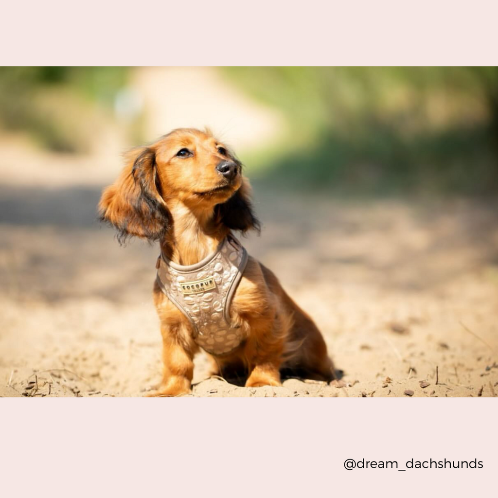 Dog Harness product image 37