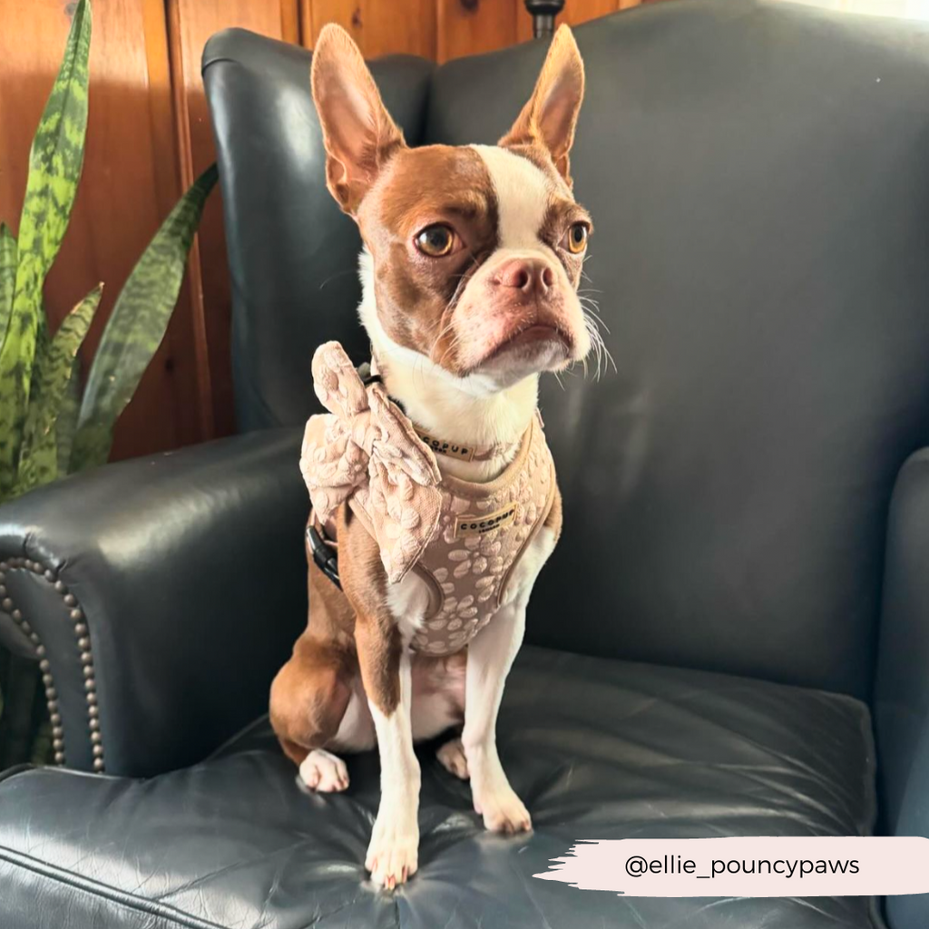 Dog Harness product image 42